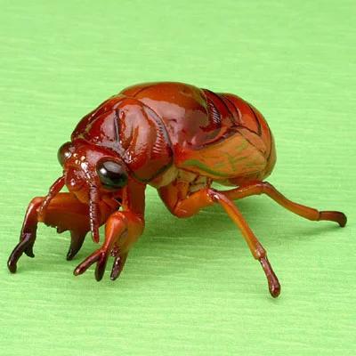 如何用各地方言来解读这种生物？