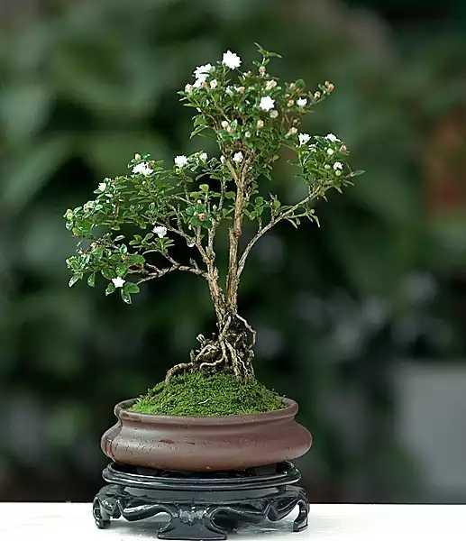 头条问答 六月雪如何种植和浇水 使用什么样的土和肥 4个回答