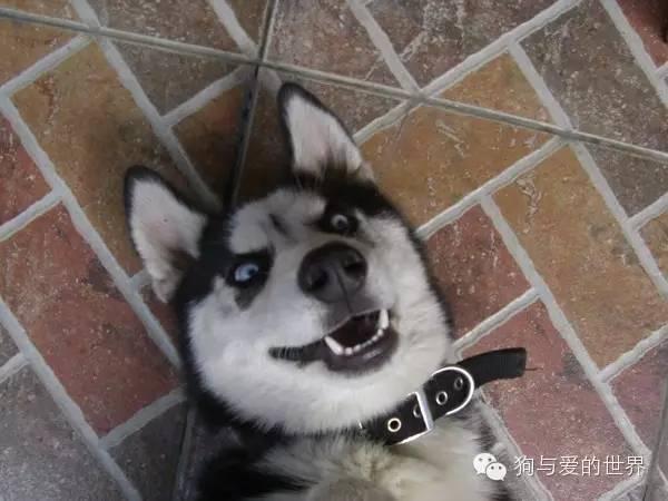 神烦狗doge抱枕3d图片下载:前男友的礼物你是怎么处理的？