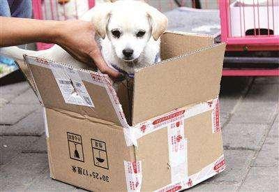 网上宠物狗店:网上买宠物狗可靠吗 买狗上网上宠物交易平台可以么？