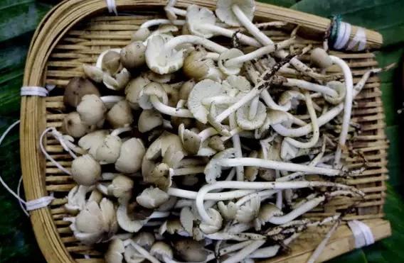 云南淋可可是真的吗:云南人能把菌做成什么美味
