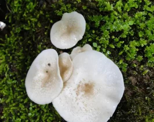 云南淋可可是真的吗:云南人能把菌做成什么美味