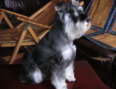 雪纳瑞犬:挑选雪纳瑞犬时，要知道哪些事？