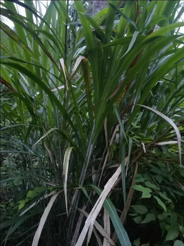 "坟头草两米高,什么样的草能长到两米?