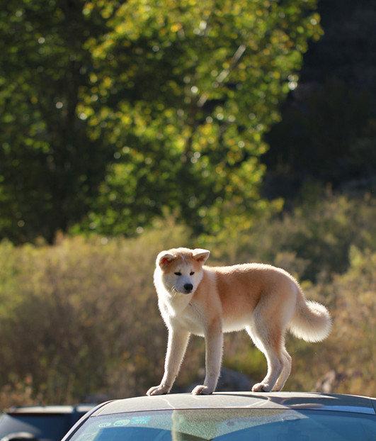 神烦狗doge卫衣:浩方我的世界起床起名怎么弄神烦狗的皮肤？ 神烦狗doge怎么样