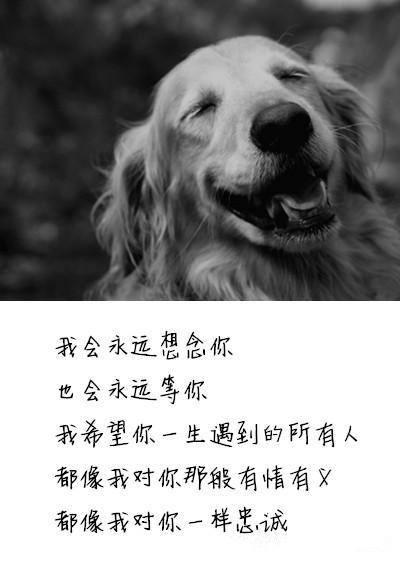 阿拉爱上海龙凤自荐:你当初为什么要养狗，现在后悔了吗