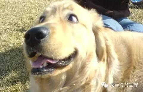 神烦狗doge抱枕3d图片下载:前男友的礼物你是怎么处理的？