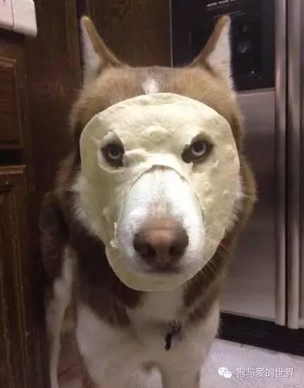 神烦狗doge抱枕3d图片下载:前男友的礼物你是怎么处理的？