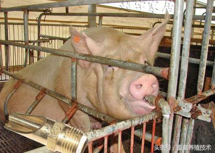 在农村搞养殖是否可行，在农村的田地里搞个现代化的养猪场可以吗
