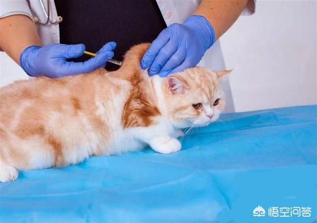 小猫的第一针疫苗什么时候打:小猫出生以后都要在什么时候打哪些疫苗啊？