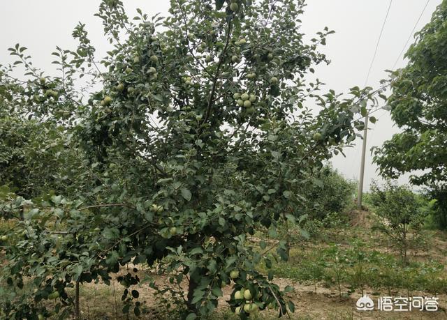 野生蜗牛产卵了该怎么办:菜地有蜗牛是什么原因？用什么药可以去掉？