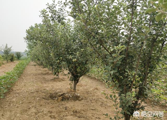 野生蜗牛产卵了该怎么办:菜地有蜗牛是什么原因？用什么药可以去掉？