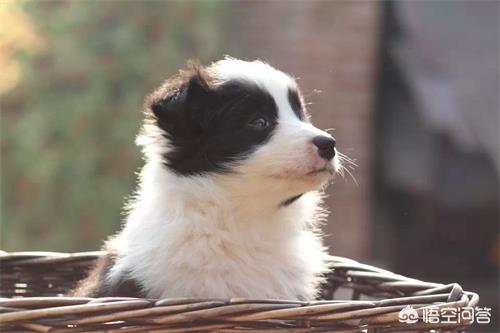 边牧犬缺点:边牧个子矮是缺陷吗，边牧个子矮怎么办？