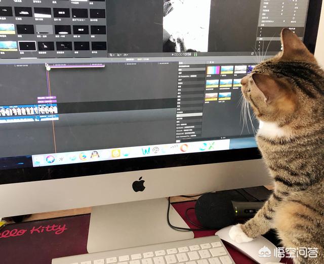猫咪不乖小说:猫咪为什么不能像狗狗一样亲近人，总是感觉它非常的高冷？