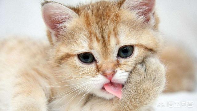 猫能吃盐吗，养一只猫咪，除了猫粮，家里人吃的食物可以喂哪些