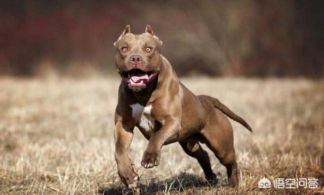 广州禁养犬种 2021:广州禁养犬种图片 2019年北上广的禁养狗狗都有哪些呢？