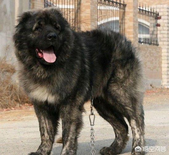 最好的家庭护卫犬:最好的家庭护卫犬排名 全世界最具护卫的犬种是哪一种？