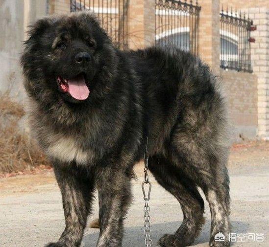 法国波尔多犬什么样的:全世界最具护卫的犬种是哪一种？ 中国人购买法国波尔多的什么