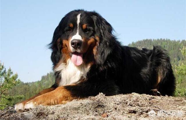 最好的家庭护卫犬:最好的家庭护卫犬排名 全世界最具护卫的犬种是哪一种？