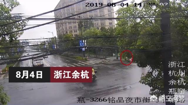 离家的猫儿子:离家23年的儿子 为什么有的猫咪在长大后会选择离家出走？