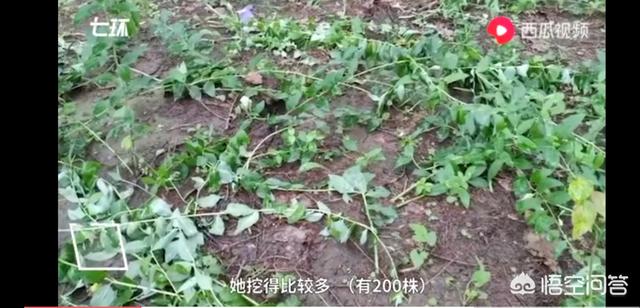 清溪政府广场砍人:大家对番禺广场砍人事件怎么看？