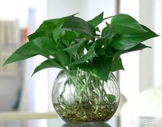 家庭养花大全 140种,适合室内养，又能四季开花的植物有哪些？