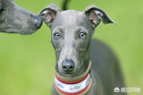 格力狗图片: 格力犬耳螨需要隔离吗,格力犬耳螨可以不隔离吗？