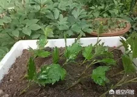 金鸡菊种子种植方法:盆栽菊花的繁殖用什么方法最好？