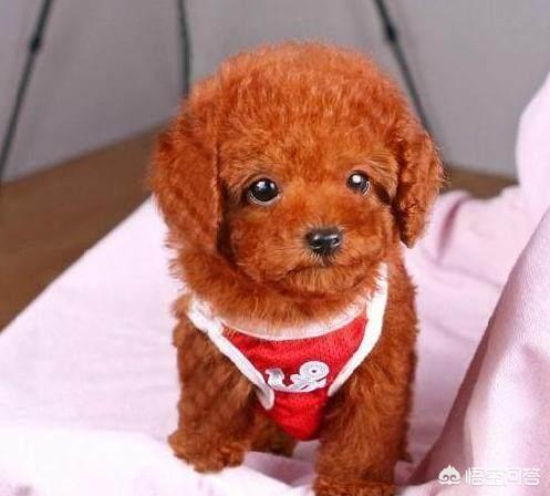 泰迪犬:怎么样挑选一只纯的泰迪犬？