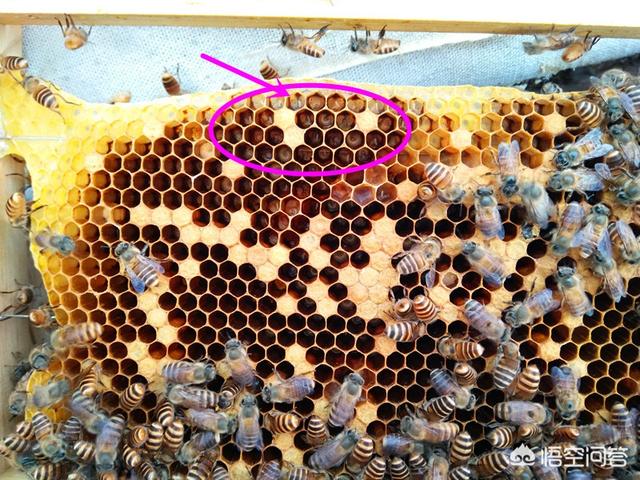白鲣鸟什么季节产卵:蜜蜂每月在什么时间产卵？