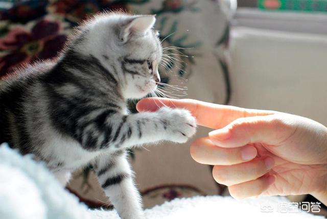 猫打疫苗前注意事项:幼猫打疫苗前注意事项 如何选择猫咪的免疫疫苗？应该注意什么？