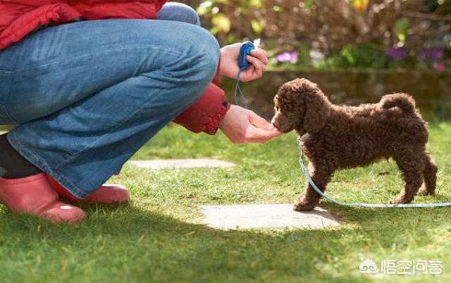 可爱贵宾犬图片:泰迪真的是贵宾犬，养狗狗的人知道吗？