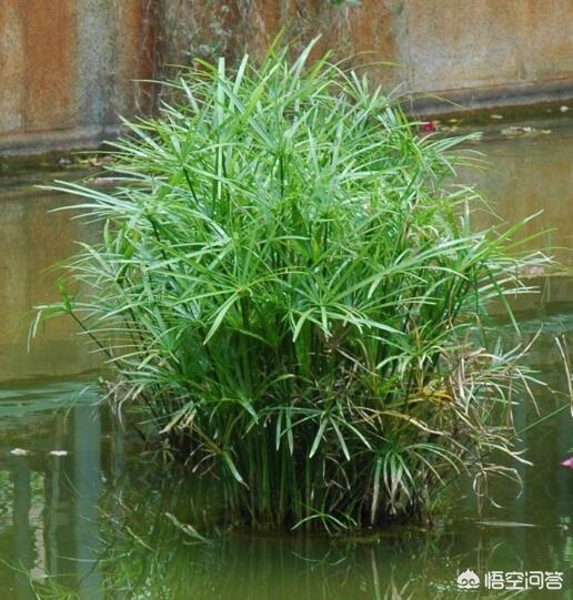 家中养水竹好吗:盆栽的水竹有人养吗？应该怎么养才能长的更加茂盛？