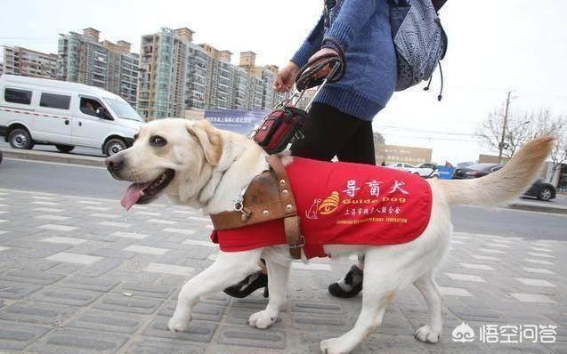 拉布拉多图片 警犬:警犬拉布拉多樱桃图片 拉布拉多寻回犬和拉布拉多猎犬，两者到底有什么区别？