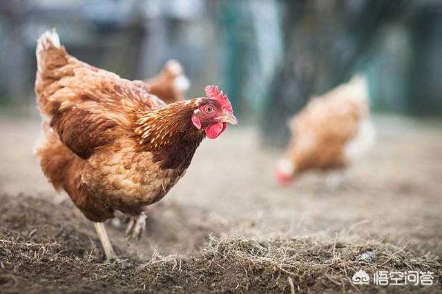 白条锦蛇吃猪肉可以吗:农户养的蛇可以吃吗？怎么样才好吃？