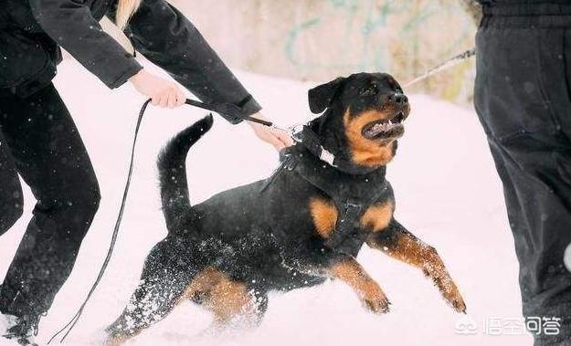 罗威纳咬人怎么办:福州一只罗威纳犬扑倒撕咬他人，狗主狠揍才松口, 你怎么看？