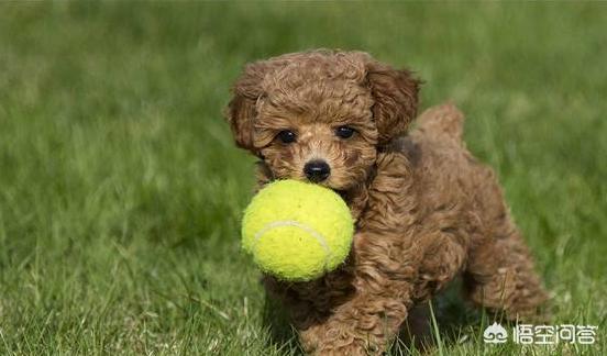 巨型泰迪护主吗:泰迪犬有哪些护主行为？哪些行为能证明主人没有白养它呢？ 泰迪护主咬人