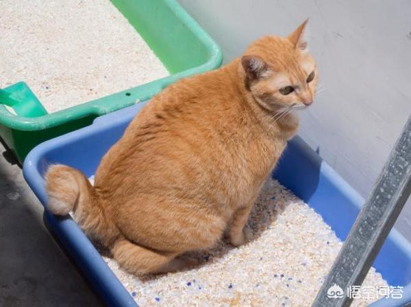 波斯猫的图片:波斯猫一天大便几次，波斯猫几天大便一次正常吗？ 波斯猫的图片大全