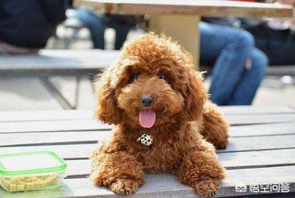 灰色的小贵宾狗怎么养:哪些颜色的贵宾犬最多人养呢？