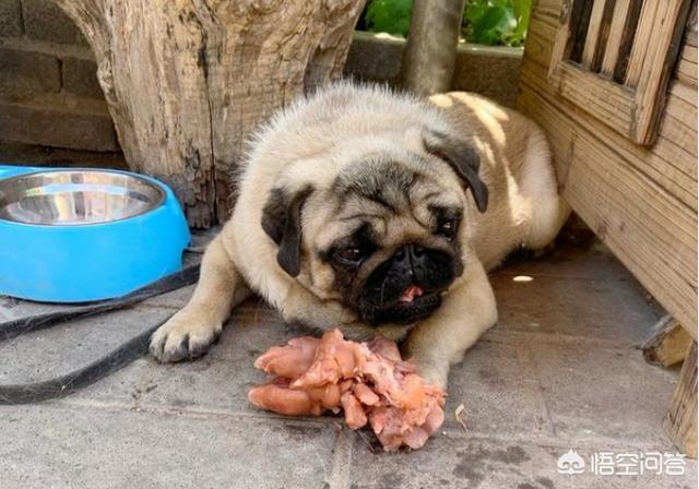 挤肛门腺了:一直不给巴哥犬挤肛门腺会怎么样？