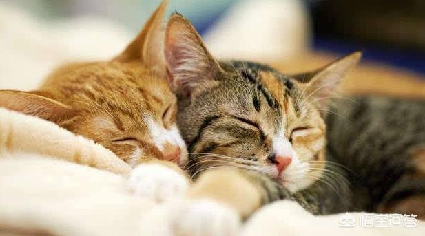 冬天半夜猫叫:晚上猫像哭了一样叫，猫咪发出像小孩的哭声，是怎么回事？