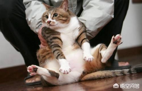 猫叔图片:#宠爱日# 你收养过流浪动物吗？你和它有什么故事？