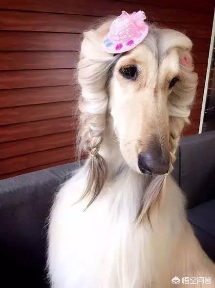 魏玛犬与维兹拉犬的比较:假设一个人养了五只猎犬，如果一只攻击主人，其他四只会如何？