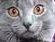 欧洲短毛猫:欧洲短毛猫和狸花猫的区别 英短、俄罗斯蓝猫和沙特尔猫这三种猫的区别在哪里？