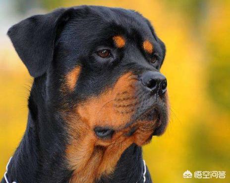 美国防暴犬罗威纳图片:为什么很多养罗威纳的人都是非常“骄傲”的呢？