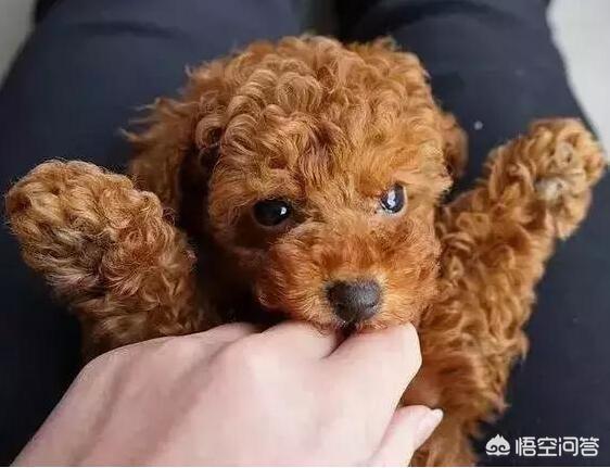怎么训泰迪狗叫妈妈:你家泰迪犬把你当妈妈吗？怎么样可以看出来？