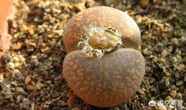 石花是什么样子的,多肉生石花。摄影怎么拍？