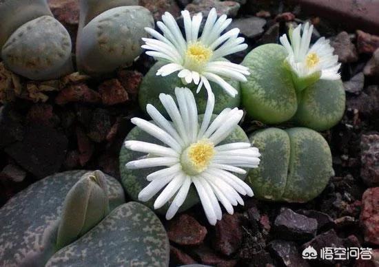 石花是什么样子的,多肉生石花。摄影怎么拍？