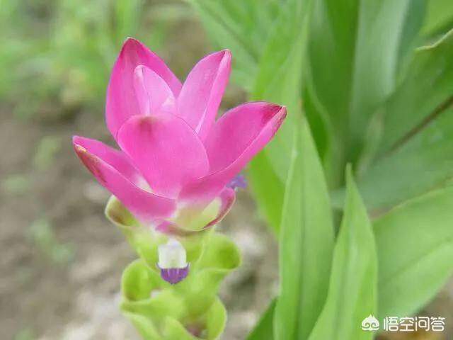 大姜开花是什么原因 伊壁鸠鲁的花园的回答 头条问答