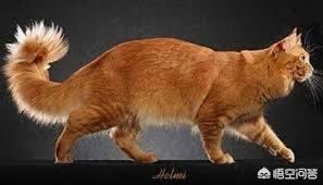 缅因猫兽:最好看的银虎斑缅因猫长什么样子？